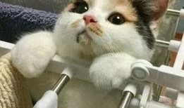 娱乐吃瓜酱三花猫的魅力,娱乐吃瓜酱的喵星人风采