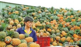 台湾凤梨爆料视频完整版,揭秘背后惊人真相