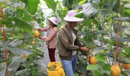 成县吃瓜网红是谁,揭秘网络红人的崛起之路