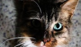 娱乐吃瓜酱三花猫的魅力,娱乐吃瓜酱的喵星人风采