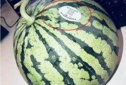 吃西湖瓜的网红有哪些人,网红们的瓜田人生