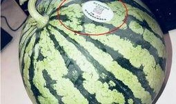 吃西湖瓜的网红有哪些人,网红们的瓜田人生