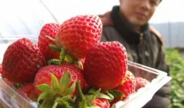 娱乐圈爆料 草莓水果,草莓水果背后的明星故事