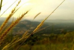 风景最新爆料视频大全高清,高清视频大全精彩瞬间大盘点