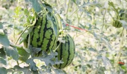 成县吃瓜网红是谁,揭秘网络红人的崛起之路